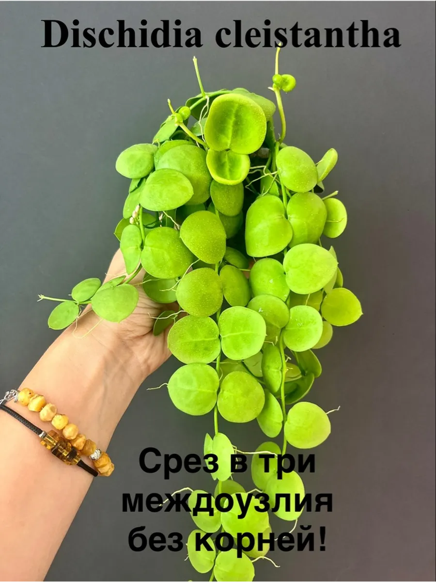Срез Дисхидия