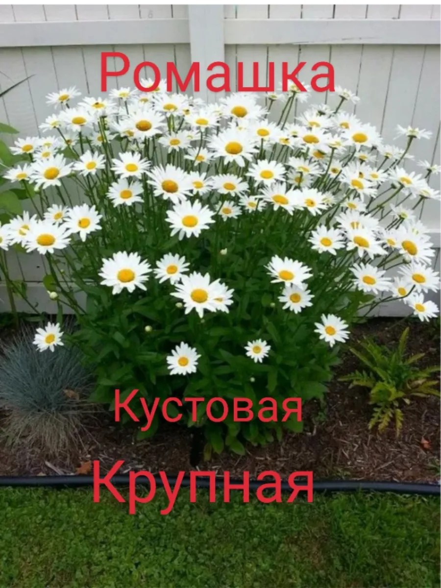ромашка дорог