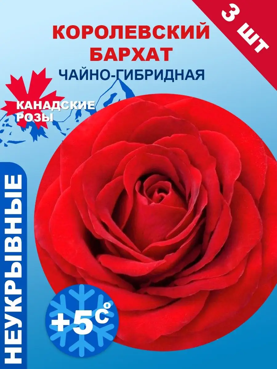 роза бархат м