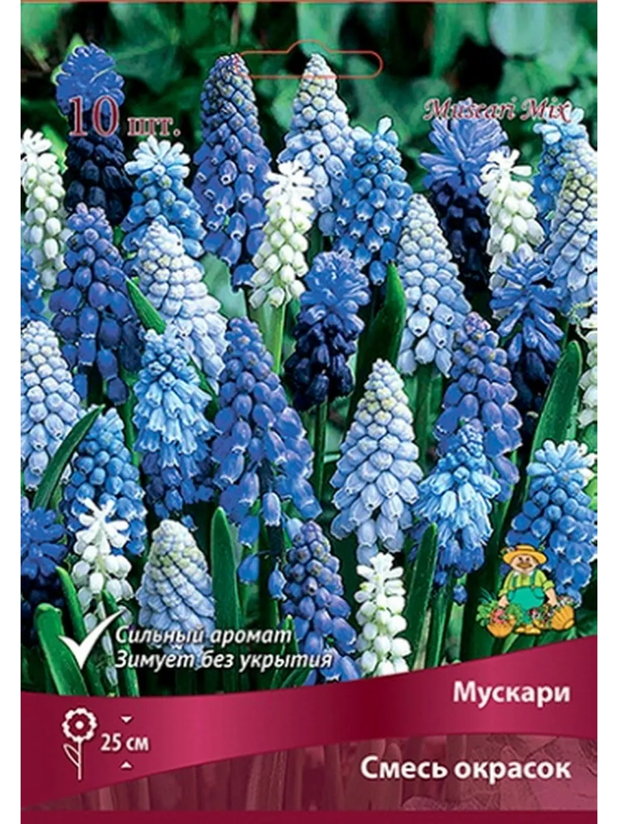 мускари