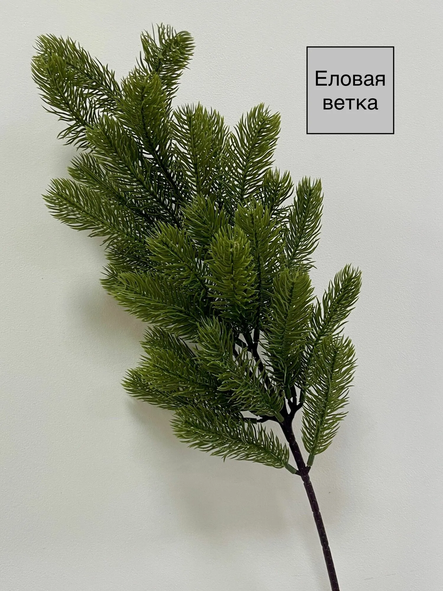Ветка еловая пихта темно-зеленая
