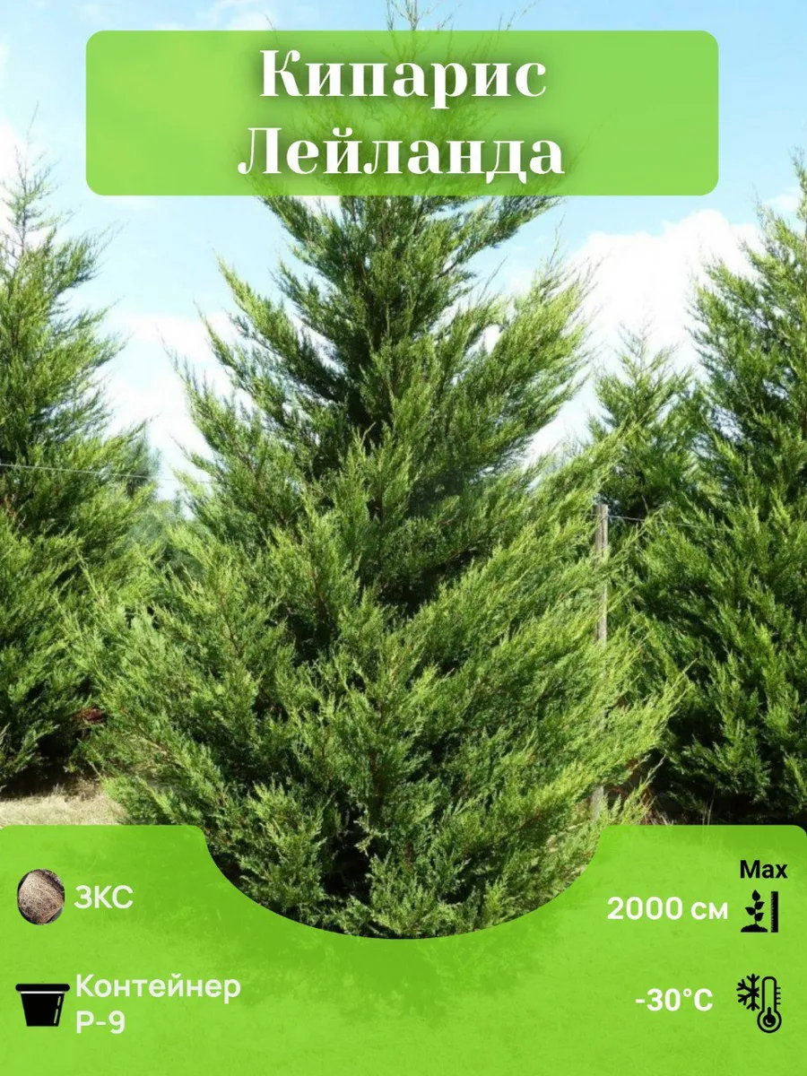 Кипарис 2