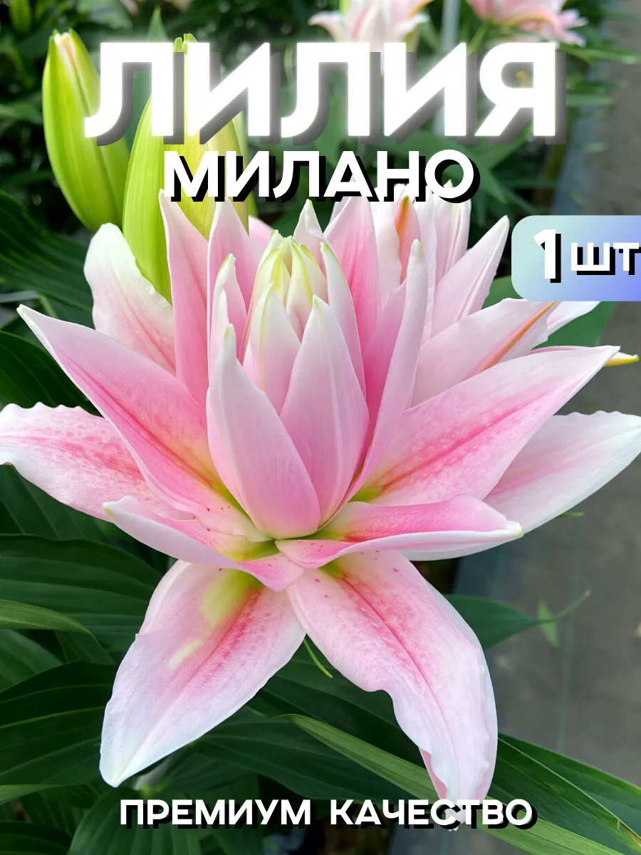 Лилия