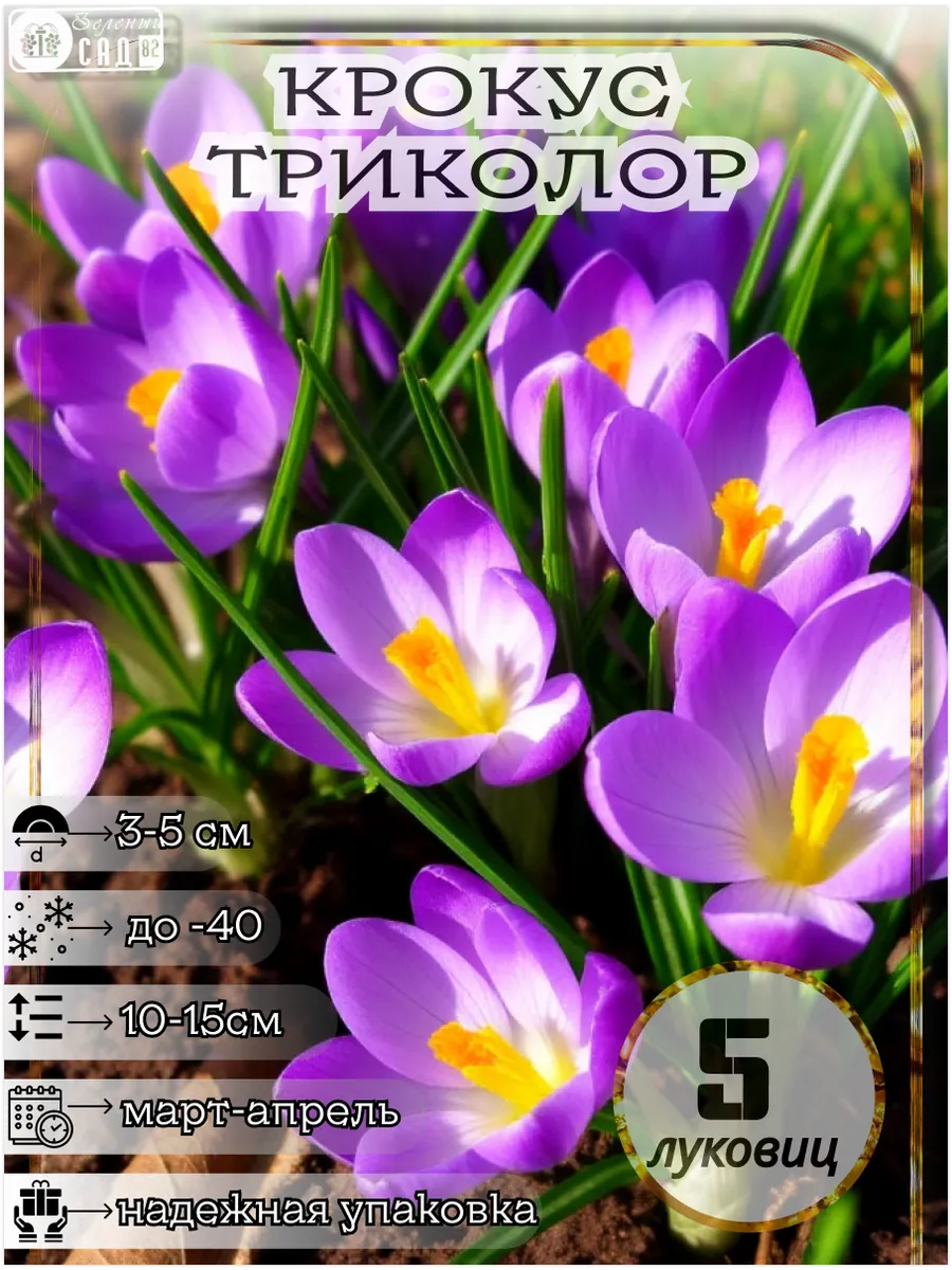 крокус с добавкой зелен