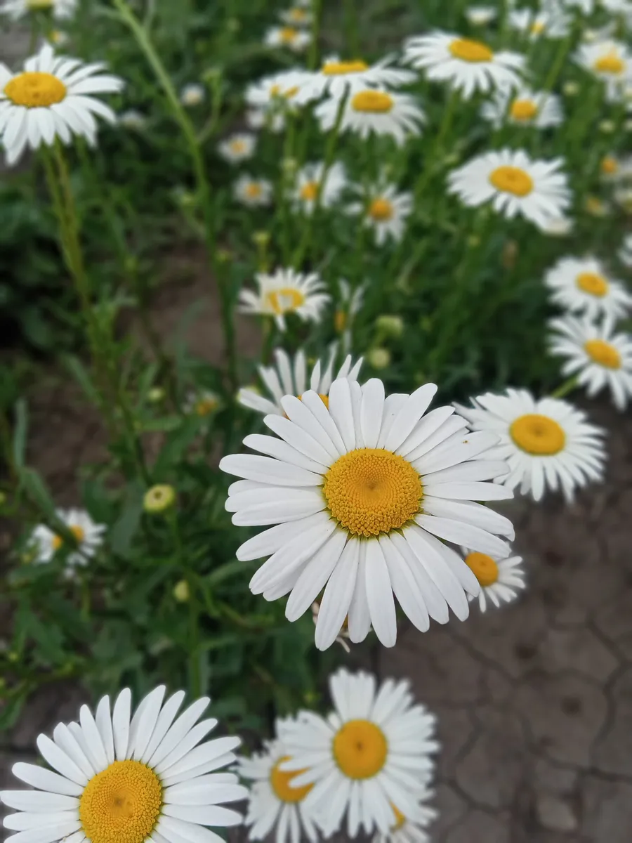 ромашка