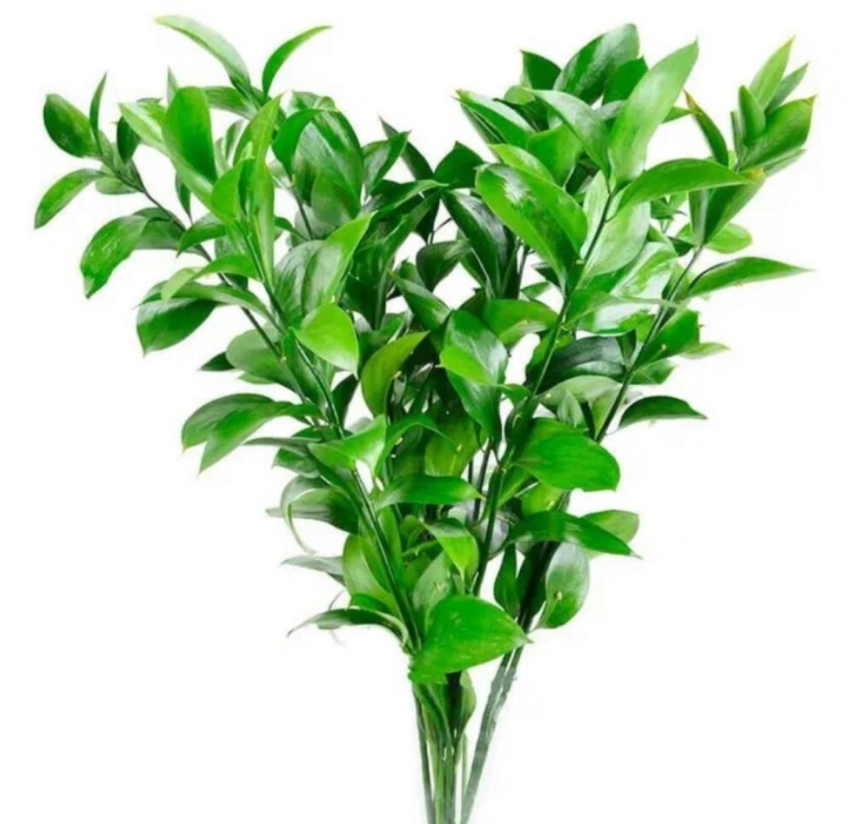 Рускус куст 9165-14